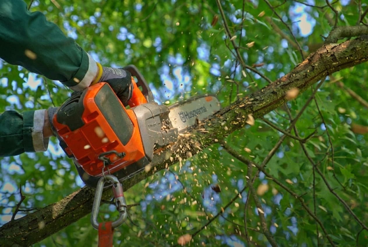 Baumschnitt mit Kettensäge