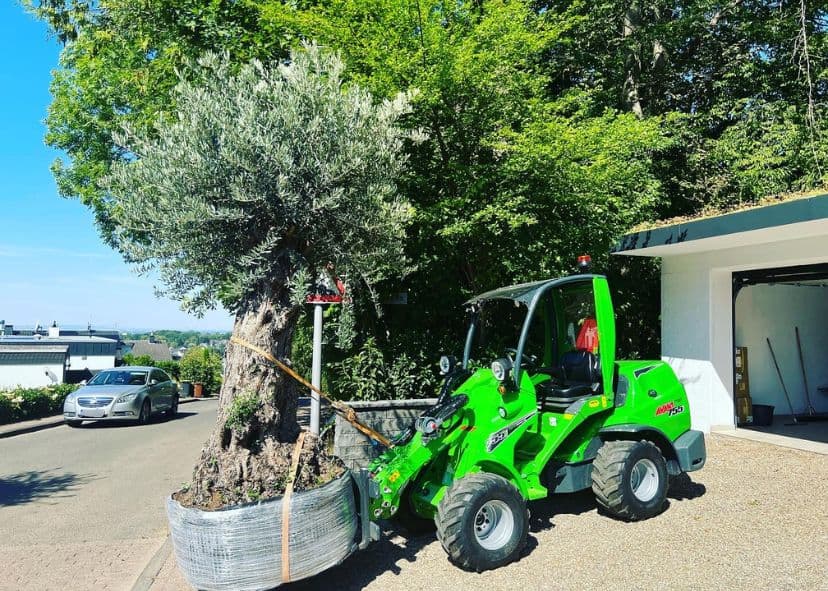 Professioneller Gartenbau – Einpflanzen eines Olivenbaums