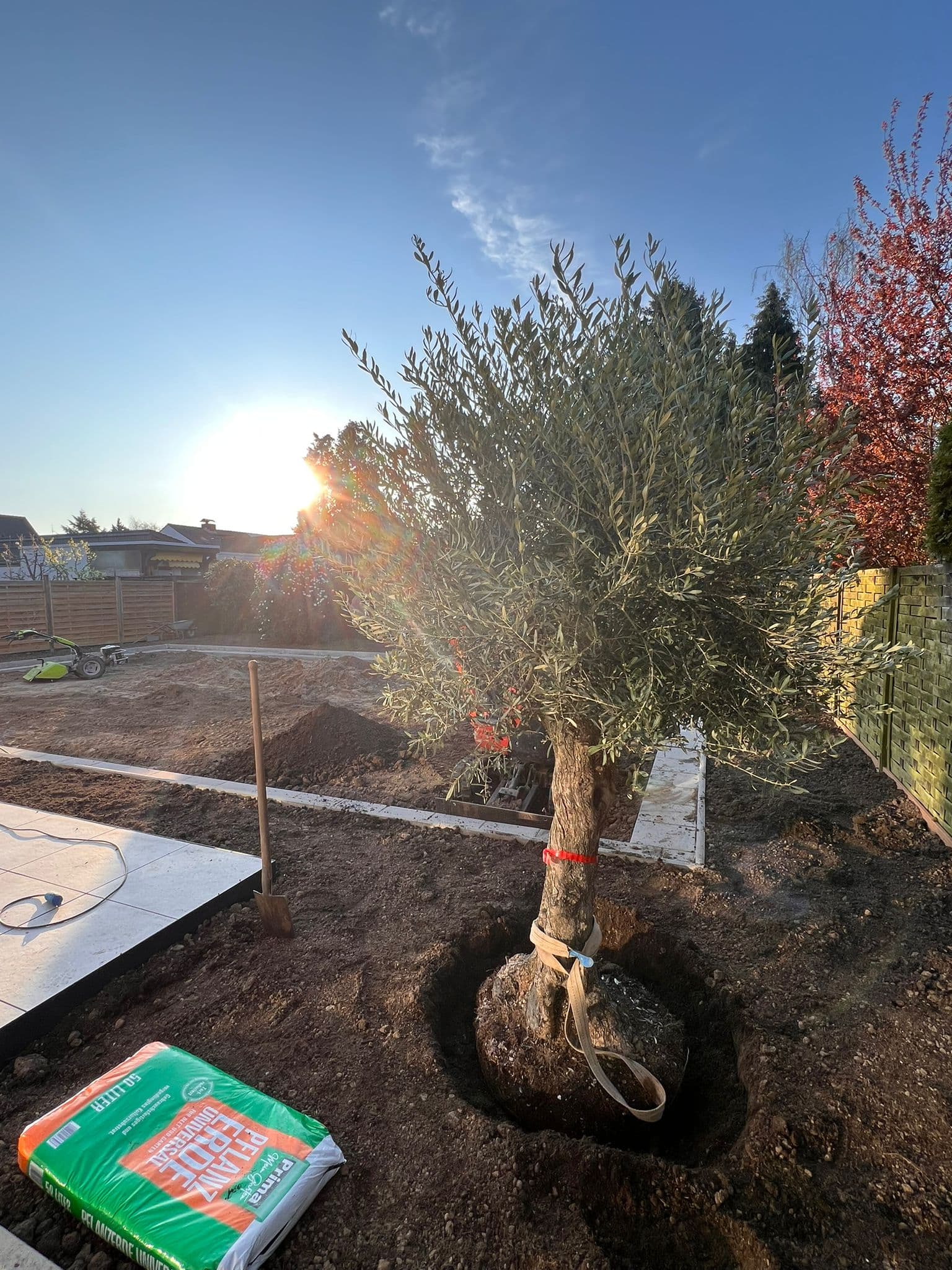 Olivenbaum bei der Pflanzung im Abendlicht