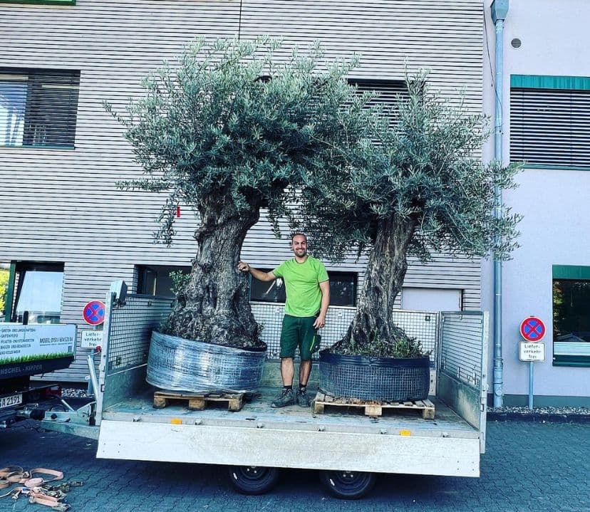 Marvin Amini mit großen Olivenbäumen